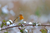 European robin (Erithacus rubecula) perched on bramble in snow, Bedfordshire, England, February, February