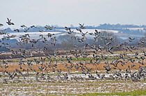 Flock of Wood pigeons (Columba palumbus) taking flight from arable field, Hertfordshire, UK, February