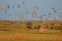 Wigeon (Anas penelope) flock in flight over grazing marshes, Burnham Norton, Holkham National Nature Reserve in Norfolk, March