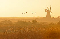 Greylag geese (Anser anser) in flight at dawn near Burnham Overy Staithe windmill, over reedbeds and grazing marshes at Holkham NNR in Norfolk, UK, March 2009