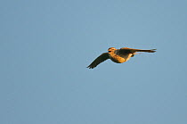Skylark (Alauda arvensis) in flight singing, South Uist, Outer Hebrides, Western Isles, Scotland, June