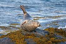 Common / Harbour seal (Phoca vitulina) on rocky islet, South Uist, Outer Hebrides, Scotland