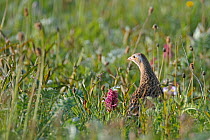 Male Corncrake (Crex crex) in hay meadow, Balranald RSPB Reserve, North Uist, Outer Hebrides, Western Isles, Scotland