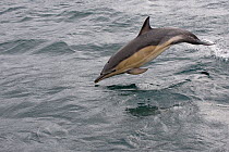 Short-beaked common dolphin (Delphinus delphis) breaching, Loch Torridon, Scotland