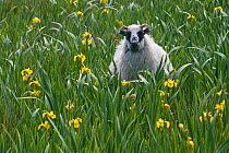 Ewe amongst flowering Flag irises (Iris pseudocarpus) near Rodal on isle of Harris, Western Isles, Scotland