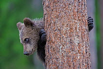 European brown bear (Ursus arctos) cub climbing pine tree, Finland, July