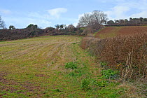 Farmland and winter stubble, typical Cirl bunting habitat, South Devon, UK, January 2009