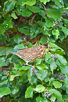 Song thrush (Turdus philomelos) feeding on Ivy (Hedera helix) berries, Bedfordshire, April