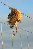 Quail (Coturnix coturnis) killed in collision with barbed wire fence, Island of South Uist, Outer Hebrides, Western Isles, Scotland