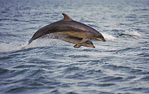 Bottlenose dolphin (Tursiops truncatus) with young breaching, Moray Firth, Scotland, June