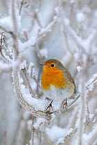 European Robin (Erithacus rubecula) perched in snow, Wales, UK, January  *NB - Not available for greeting card use worldwide until 31st January 2014*