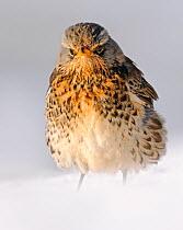 Fieldfare (Turdus pilaris) with feathers fluffed up in snow, Wales, UK (non-ex)