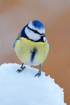 RF- Blue Tit (Parus caeruleus) in snow, Wales, UK. (This image may be licensed either as rights managed or royalty free.)