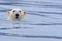 Polar Bear (Ursus maritimus) swimming, Svalbard, Norway (non-ex) September 2009. Image 01262526 is cropped from this frame