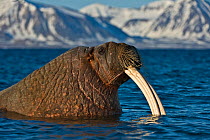 Walrus (Odobenus rosmarus) male with large tusks in water, Svalbard, Norway