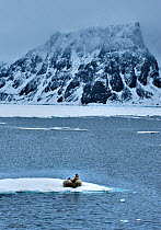 Walrus (Odobenus rosmarus) pair on ice in landscape, Svalbard, Norway