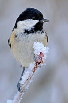 Coal Tit (Periparus ater) perched in snow, Wales, UK, January