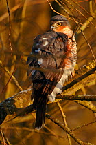 Sparrowhawk (Accipiter nisus) female perched in tree in morning light, Wales, UK