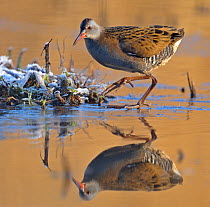 Water Rail (Rallus aquaticus) on frosty ground beside water, Wales, UK