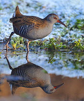 Water Rail (Rallus aquaticus) on frosty ground beside water, Wales, UK