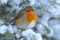 European Robin (Erithacus rubecula) perched in snow, Wales, UK