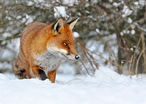 RF- European Red Fox (Vulpes vulpes) in snow, UK, captive. (This image may be licensed either as rights managed or royalty free.)