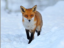 European Red Fox (Vulpes vulpes) walking though snow, UK, captive