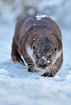 European Otter (Lutra Lutra) in snow, UK, captive