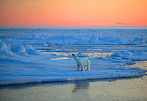 RF- Polar Bear (Ursus maritimus) on pack ice, sniffing the air at sunset, Svalbard, Norway, September 2009. Endangered species. (This image may be licensed either as rights managed or royalty free.)