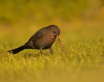 Blackbird (Turdus merula) pulling worm from ground in garden, UK