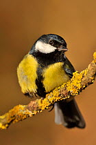 Great tit (Parus major) perched on branch, UK
