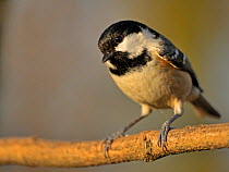 Coal tit (Periparus ater) perched on branch, UK