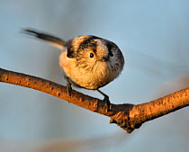 Long tailed tit (Aegithalidae caudatus) perched on branch, UK