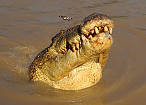 Saltwater crocodile (Crocodylus porosus) watching butterfly, Northern Territories, Australia