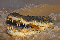 Saltwater crocodile (Crocodylus porosus) opening mouth, Northern Territories, Australia