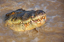 Saltwater crocodile (Crocodylus porosus) closing mouth at water surface, Northern Territories, Australia
