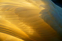 Mute swan (Cygnus olor) close-up of backlit feathers, UK