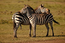 Common / Burchell's zebra (Equus quagga) mutual fly protection in the heat, Masai Mara, Kenya