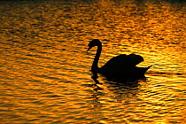 Mute swan (Cygnus olor) on water at sunset, Wiltshire, UK