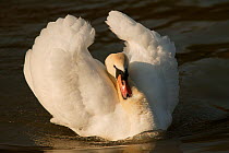 Mute swan (Cygnus olor) aggressive cob on water, Wiltshire, UK