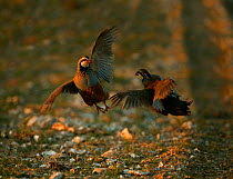 Red legged partridge (Alectoris rufa) males fighting over female, UK