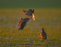 Two male Red legged partridges (Alectoris rufa) fighting with female watching, UK