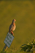 Red legged partridge (Alectoris rufa) perching on sign, Wiltshire, UK