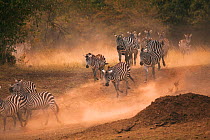 Common / Burchell's zebra (Equus quagga) running in dust towards river crossing, Masai Mara, Kenya