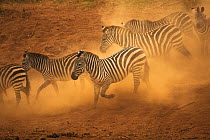 Common / Burchell's zebra (Equus quagga) running, kicking up dust, Masai Mara, Kenya