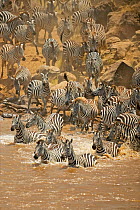Burchell's zebras (Equus quagga) crossing river during migration, Masai Mara, Kenya