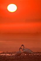 Whooper swans (Cygnus cygnus) at sunset, Martin Mere WWT, Lancashire, UK