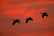Three Greylag geese (Anser anser) flying into roost, Martin Mere WWT, Lancashire, UK