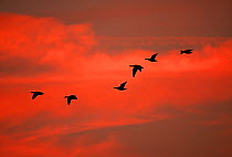 Six Greylag geese (Anser anser) skane flying to roost at sunset, Martin Mere WWT, Lancashire, UK