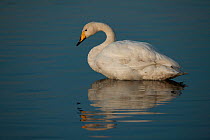 Whooper swan (Cygnus olor) roosting in water, Martin Mere WWT, Lancashire, UK